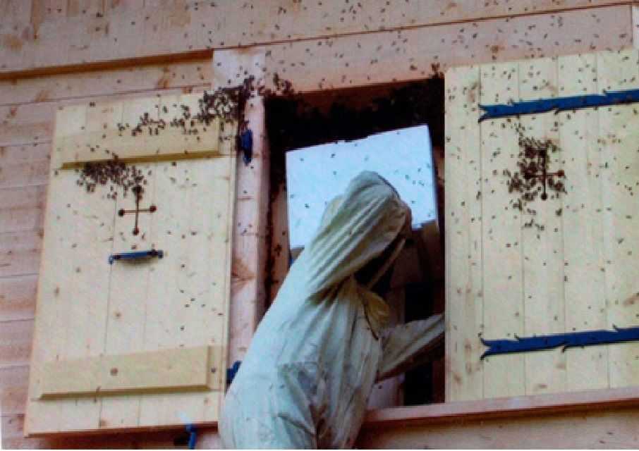 Ghislain Pinier sortant un nid de guêpes d'une maison